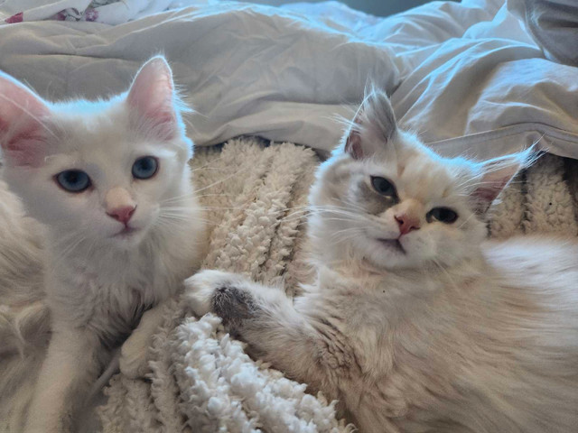 PUREBRED RAGDOLLS in Cats & Kittens for Rehoming in City of Toronto