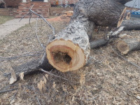 Tree Removal, Yard Care, truck loads of wood!