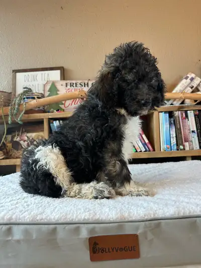  Standard poodle puppies , View more