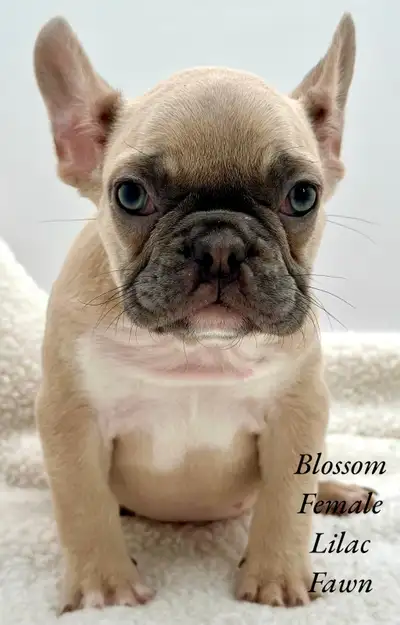 FRENCH BULLDOG PUPPIES CKC REG, View more