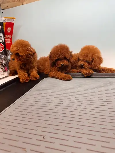 Purebred TINY/Toy poodle puppies,✅ Genetic guarantee!Teddy Bear!, View more