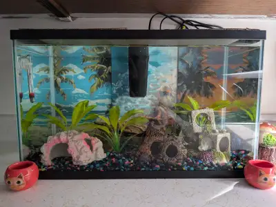 10gallon aquarium with Betta fish, View more
