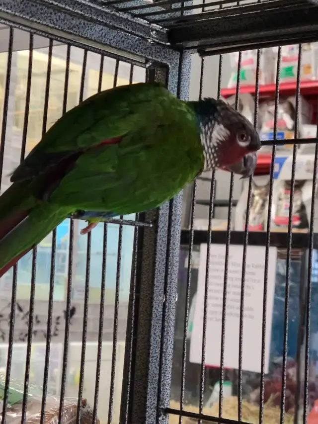 white cheek conure in Birds for Rehoming in Oshawa / Durham Region - Image 3