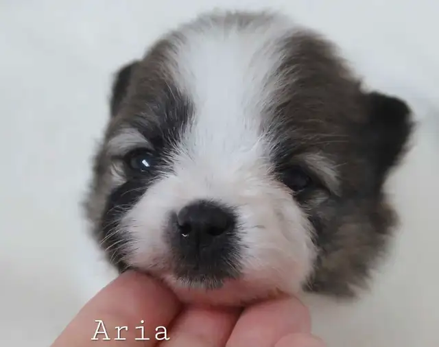Pomeranian puppies in Dogs & Puppies for Rehoming in Winnipeg - Image 4
