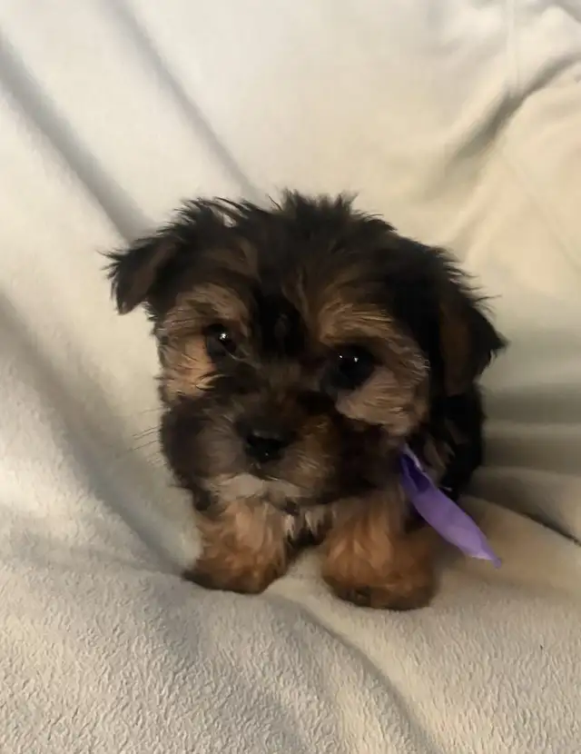 Yorkie Poo Puppies in Dogs & Puppies for Rehoming in London - Image 5