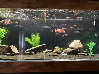 wanted peacock cichlids , View more