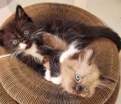 Ragdoll Kittens Looking for their FUREVER Home, View more