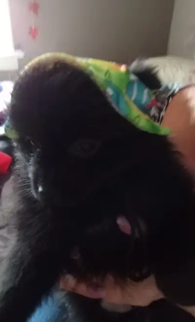 I belong to you ❤️Pomchi puppies by, View more