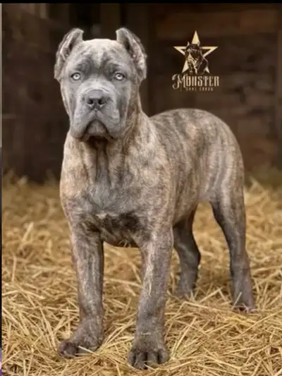 Cane Corso pups! (Reg)Imported Bloodlines! All sold!, View more