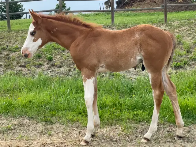 2026 APHA sorrel overo colt in Horses & Ponies for Rehoming in Edmonton - Image 8