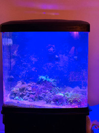 LED BioCube 32 Gallon with live stock, and accessories.