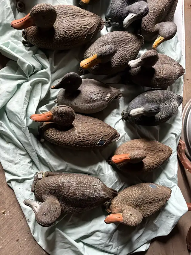 Duck Decoys in Fishing, Camping & Outdoors in Hamilton - Image 4