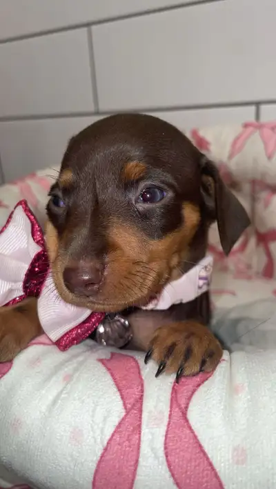 One  adorable blue eyed Miniature Pinscher puppy available, View more