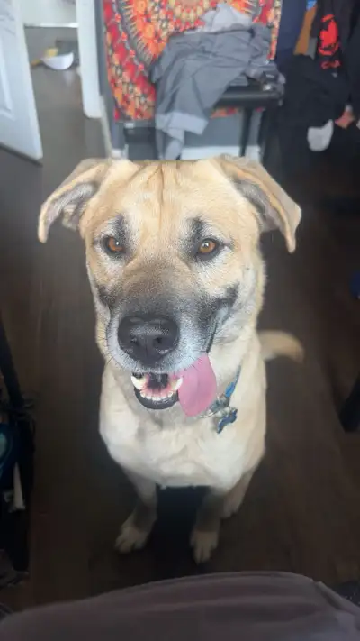 I have no choice but to rehome my dog Rocky. My dads been in hospital for almost 9 months, I urgentl...