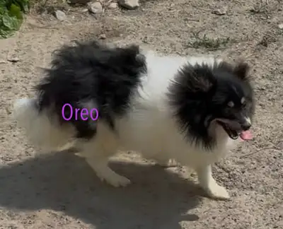 J'ai quelques chiots Poméraniens plus âgés de disponibles ! Celui à $2000 provient de 2 parents enre...