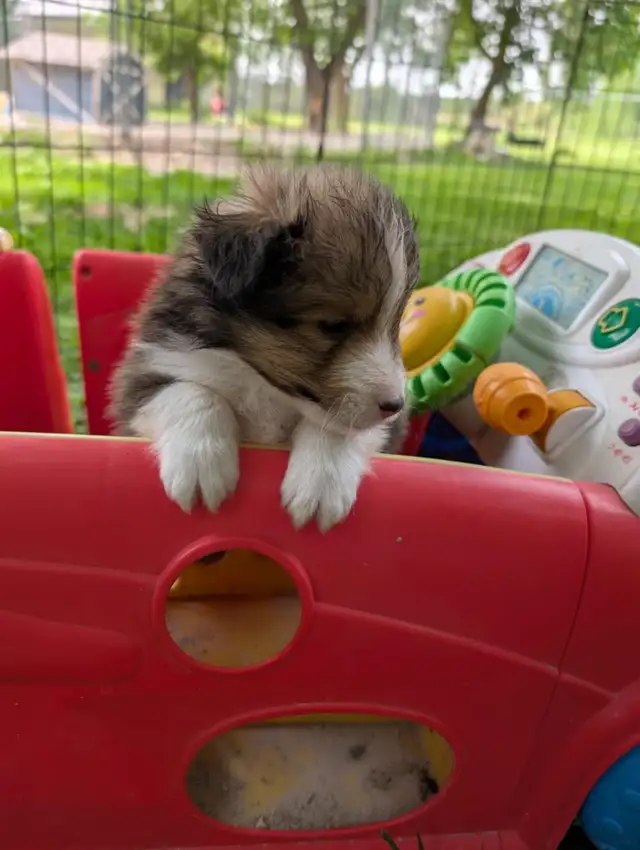 Sheltie puppies in Dogs & Puppies for Rehoming in Winnipeg - Image 5