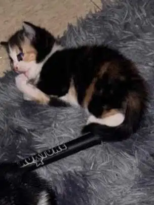 kittens Ready to find their forever homes, View more