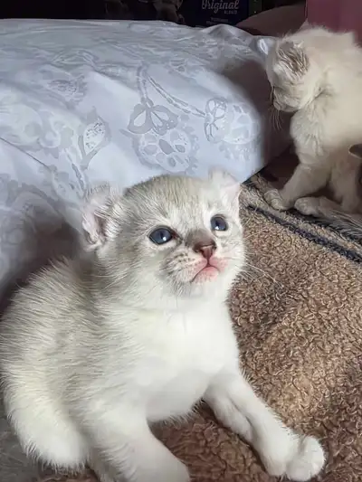 chatons higlands lynx pure race, View more