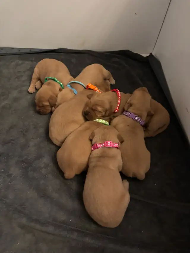 Golden Retriever Puppies in Dogs & Puppies for Rehoming in Owen Sound - Image 5