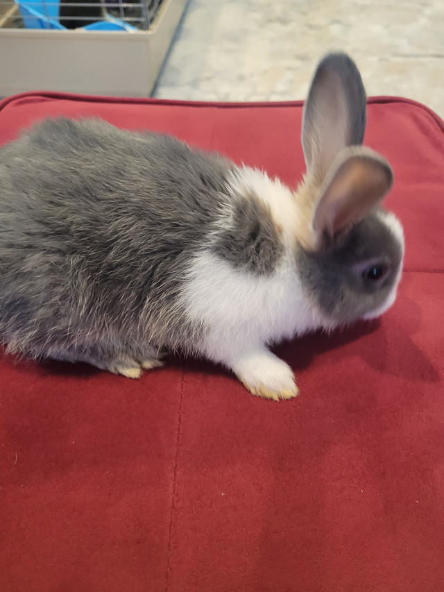 2 month female Bunnymix Netherland Dwarf/Rex in Small Animals for Rehoming in London - Image 2