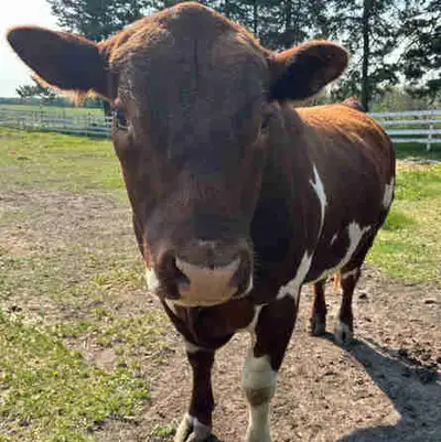 Breeding Bull for Sale – Angus x Simmental Cross, View more