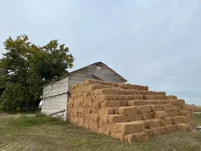 Small flax straw bales for sale Near vauxhall Flax straw Stored outside For filling pivot tracks or...