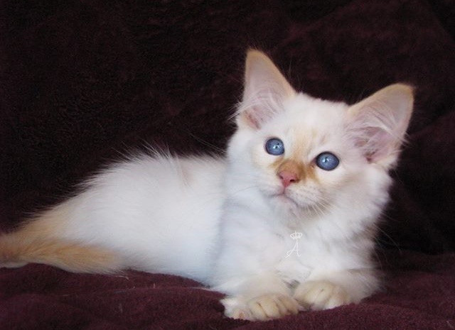 WANTED: Specific Balinese kitten in Cats & Kittens for Rehoming in St. John's - Image 3