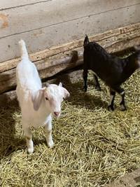 Buckling goats