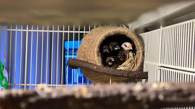 Society finches for sale (males and females). in Birds for Rehoming in Chilliwack - Image 4