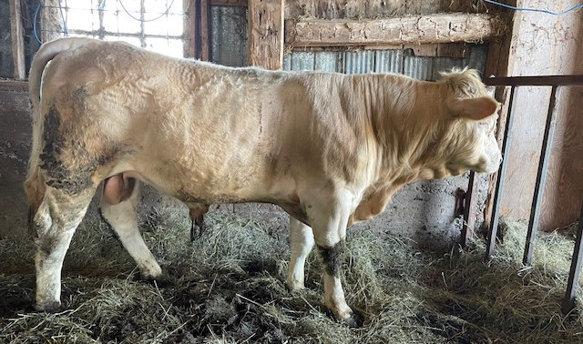 Charolais Bull in Livestock in Belleville - Image 4