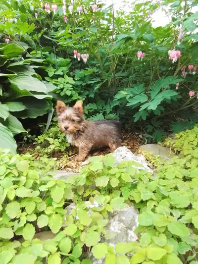 Chiots yorkshire (couleur sable), View more