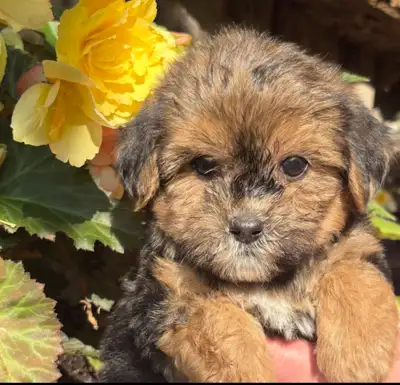 Yorkie Poo Puppies, View more