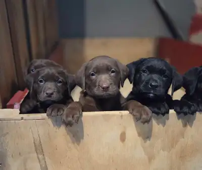 Labrador Retriever puppies, View more
