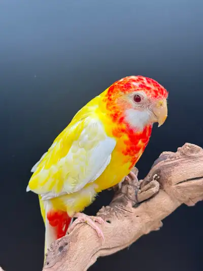 ROSELLA FEMELLE DISPONIBLE, View more