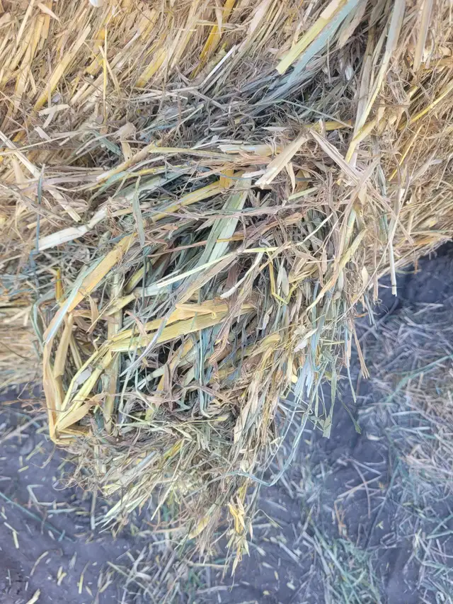 Alfalfa, hay, silage and green feed for sale in Livestock in Saskatoon - Image 3