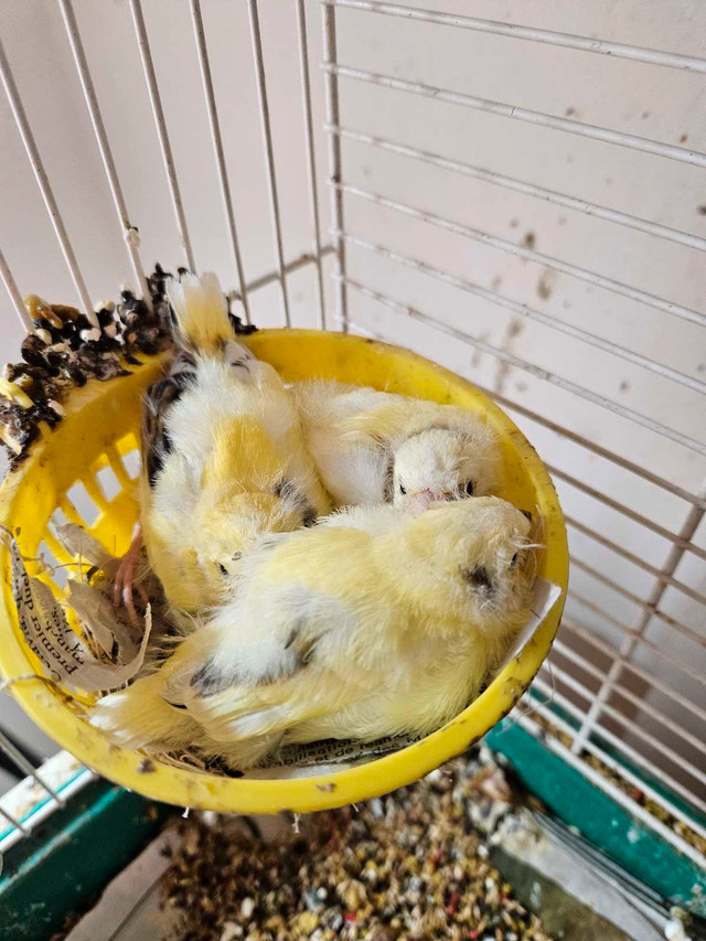 Canaries jeunes prêt 2025 chanteurs et de couleurs dans Oiseaux à adopter  à Laval/Rive Nord