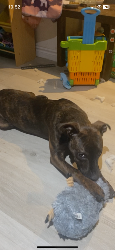 Blue heeler mix- plot hound, View more