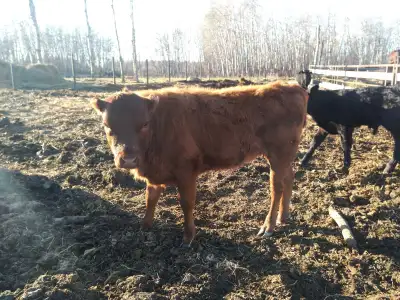 Heifer calf, View more