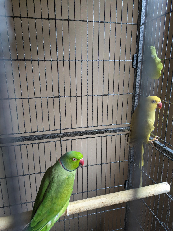 Indian Ringneck Pair in Birds for Rehoming in Terrace - Image 2