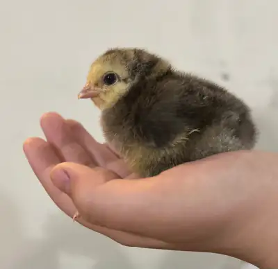 Easter and Olive Egger, Barred Rock, Maran, Ameraucana mix, View more
