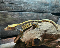 Male crested gecko great lineage 