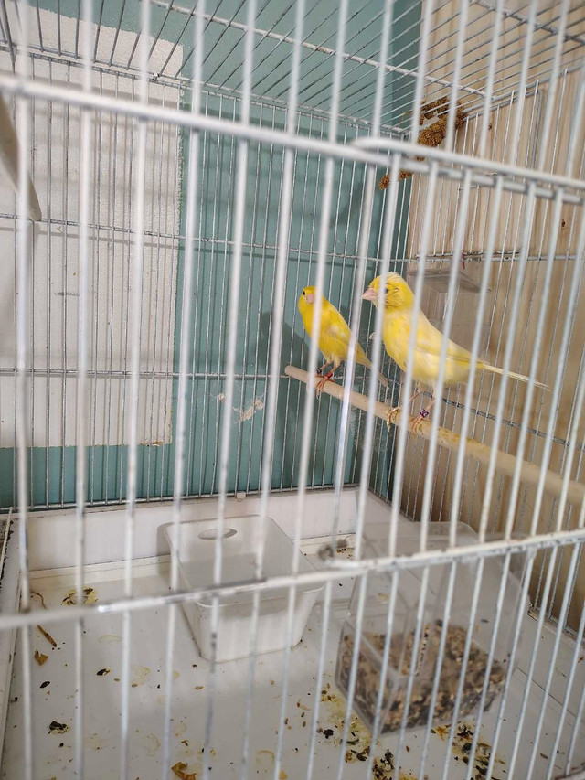 canari waterslager malinois  dans Oiseaux à adopter  à Laval/Rive Nord - Image 2