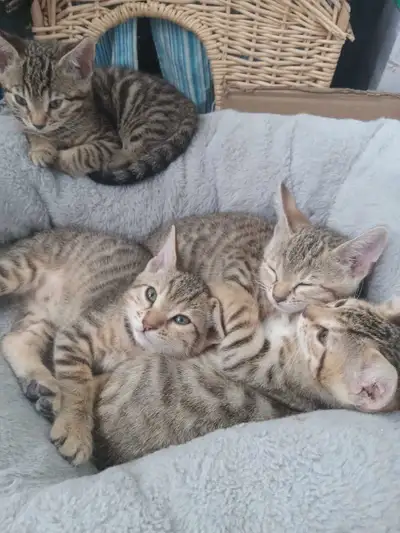 Savannah Bengal Kittens, View more