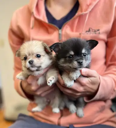 NEW POMCHI PUPPIES - GORGEOUS HIGH QUALITY PARENTS, View more