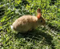young rabbits for sale