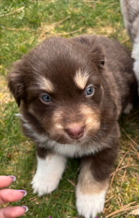 Beautiful Australian Shepherd Puppies for Sale