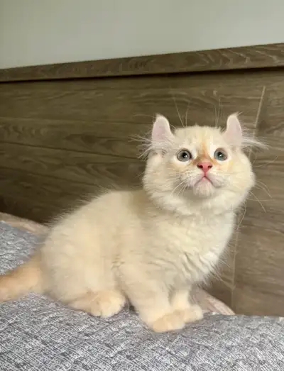 DISPONIBLE POUR RÉSERVER. Voici PUFFY, né 28fev. mâle highland lynx snow red flame poil mi-long , av...