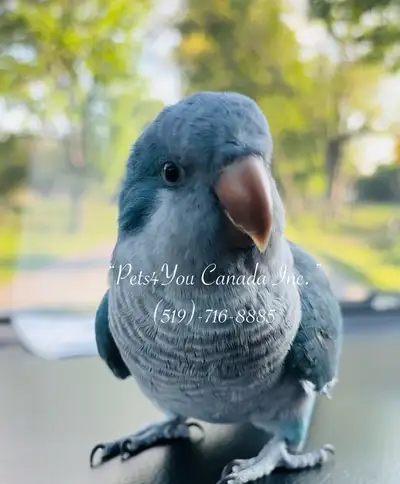 Baby Quaker Parrots, View more