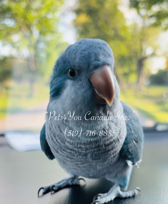 Baby Quaker Parrots in Birds for Rehoming in Kitchener / Waterloo