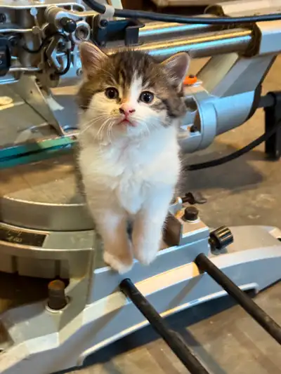 Barn Kitties, View more